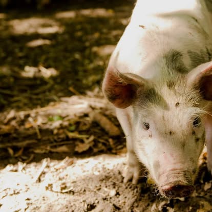 Farm Animals